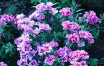 Кларкия изящная (Clarkia Unguiculata): как выглядит рассада и цветки растения