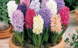 Гиацинты: цветы, растение, уход в домашних условиях