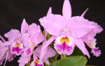 Орхидея каттлея — уход в домашних условиях