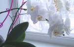 Орхидея — уход в домашних условиях