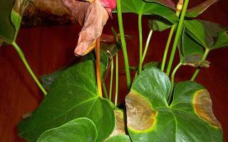 Антуриум — уход в домашних условиях: почему сохнут листья