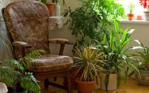 Какие комнатные растения обязательно должны быть в доме