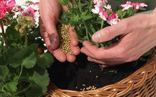 Чем подкормить герань — средства для обильного цветения и роста