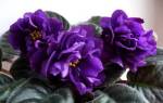 Фиалка Черная жемчужина — описание домашнего цветка