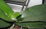 Мучнистый червец на орхидее: как избавиться от вредителей и средства для лечения