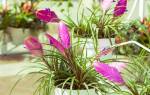 Цветок тилландсия — уход в домашних условиях