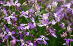 Маттиола ночная фиалка — цветок с чудным запахом