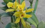 Орхидея ваниль: основные виды и варианты по уходу в домашних условиях