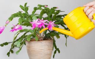 Чем поливать комнатные цветы для быстрого роста и обильного цветения