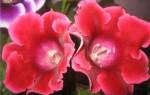 Глоксиния Брокада — описание красной и синей разновидностей цветка