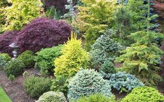 Хвойные кустарники для сада — названия декоративных кустарников