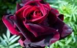 Роза Черный Принц (Black Prince) — описание сорта