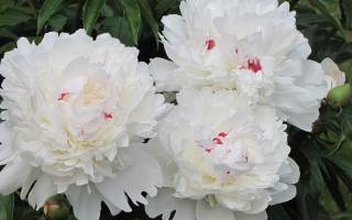 Фестива Максима пион (Paeonia Festiva Maxima)