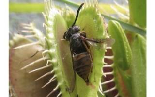 Растение венерина мухоловка — как и чем кормить