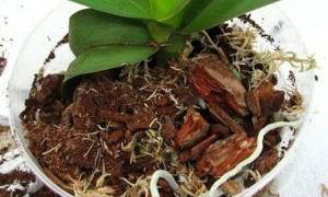 Грунт для орхидей: требования к почве и варианты в домашних условиях
