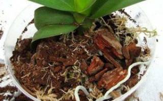 Грунт для орхидей: требования к почве и варианты в домашних условиях