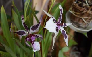 Орхидея камбрия — уход в домашних условиях