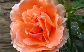 Роза Полька (Polka) — особенности популярного цветка