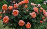 Роза Вестерленд (Westerland) — описание полуплетистого сорта