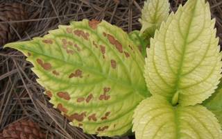 Хлороз гортензии метельчатой или крупнолистной — чем лечить листья