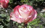 Роза Свитнесс (Sweetness) — описание сортового куста