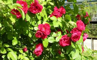 Роза Фламментанц (Flammentanz) — посадка и уход, как обрезать после цветения