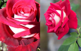 Роза Осирия (Osiria) — описание сорта из Германии