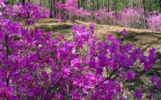 Рододендрон листопадный: сорта, посадка и уход