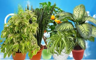 Ядовитые комнатные растения, опасные для человека