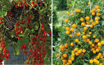 Как сажать, выращивать и формировать куст ампельных томатов