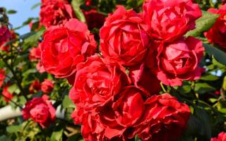 Роза Скарлет (Scarlet) — описание плетистого сорта
