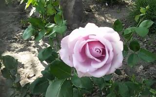 Роза Блю Мун (Blue Moon) — описание цветка оригинальной раскраски