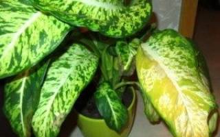 Почему желтеют листья у диффенбахии — причины