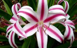 Кринум — цветок садовый, посадка и уход в открытом грунте