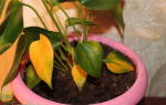 Цветок Антуриум: желтеют листья — что делать