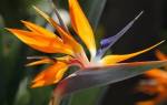 Цветок стрелиция — как выращивать и ухаживать