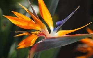Цветок стрелиция — как выращивать и ухаживать