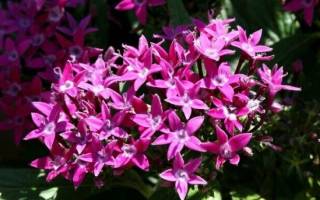 Пентас цветок — выращивание в домашних условиях