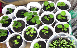 Земляника домашняя — выращивание из семян или комнатная земляника